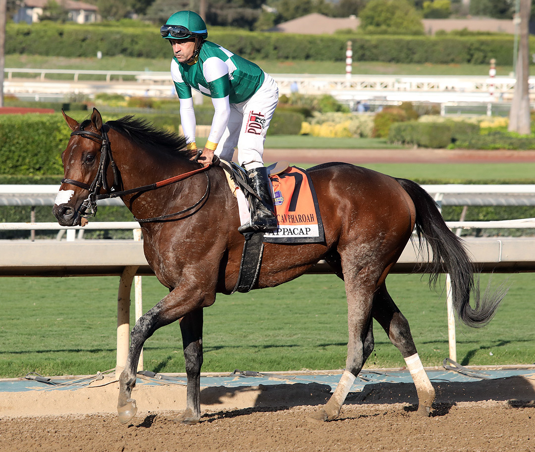 Pappacap at the American Pharoah Stakes at Santa Anita