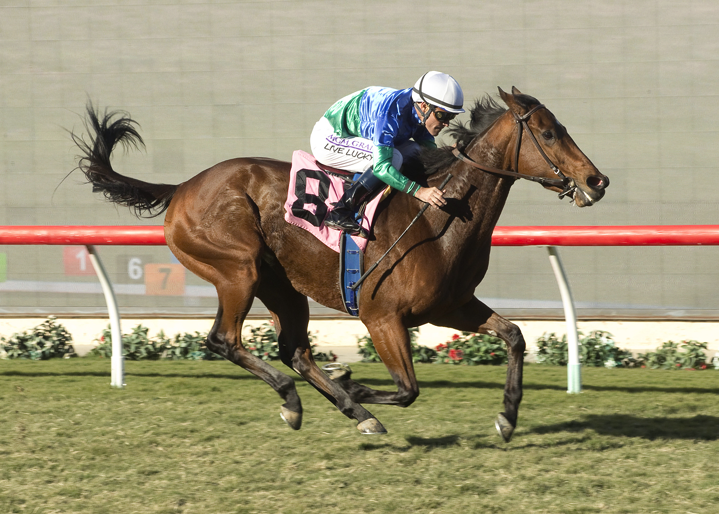 Paquita Coqueta wins an optional claiming race