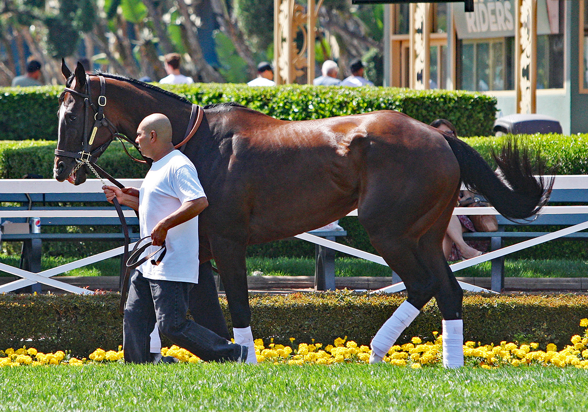 Paradise Woods at Santa Anita on May 28