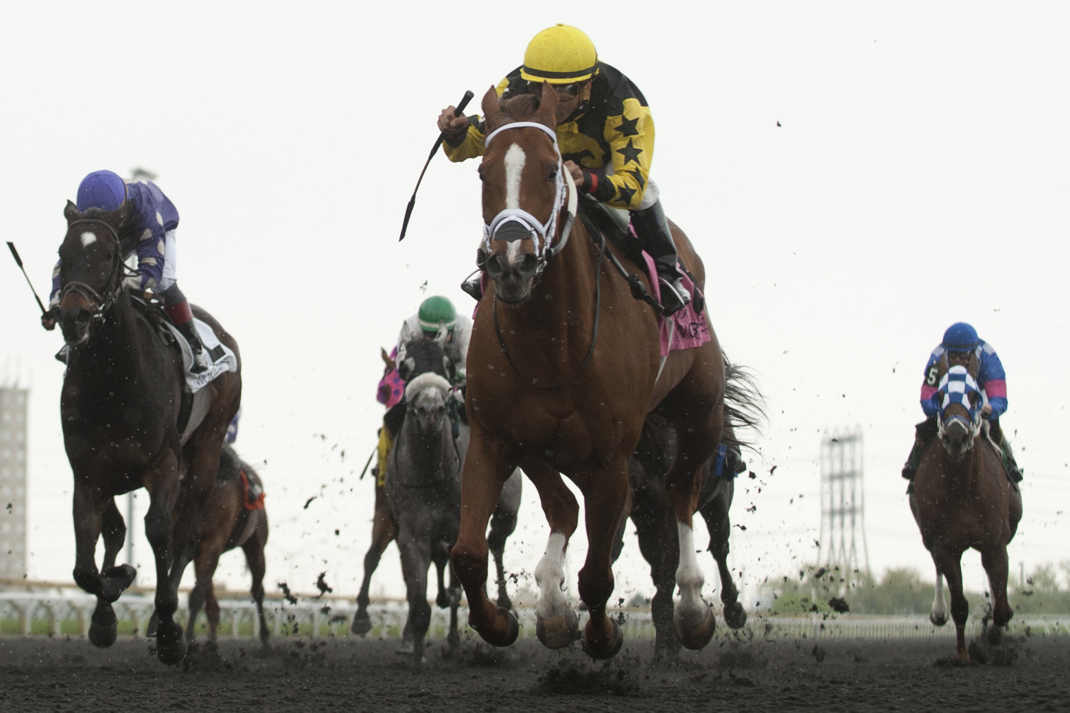 Paso Doble wins 2015 New Providence