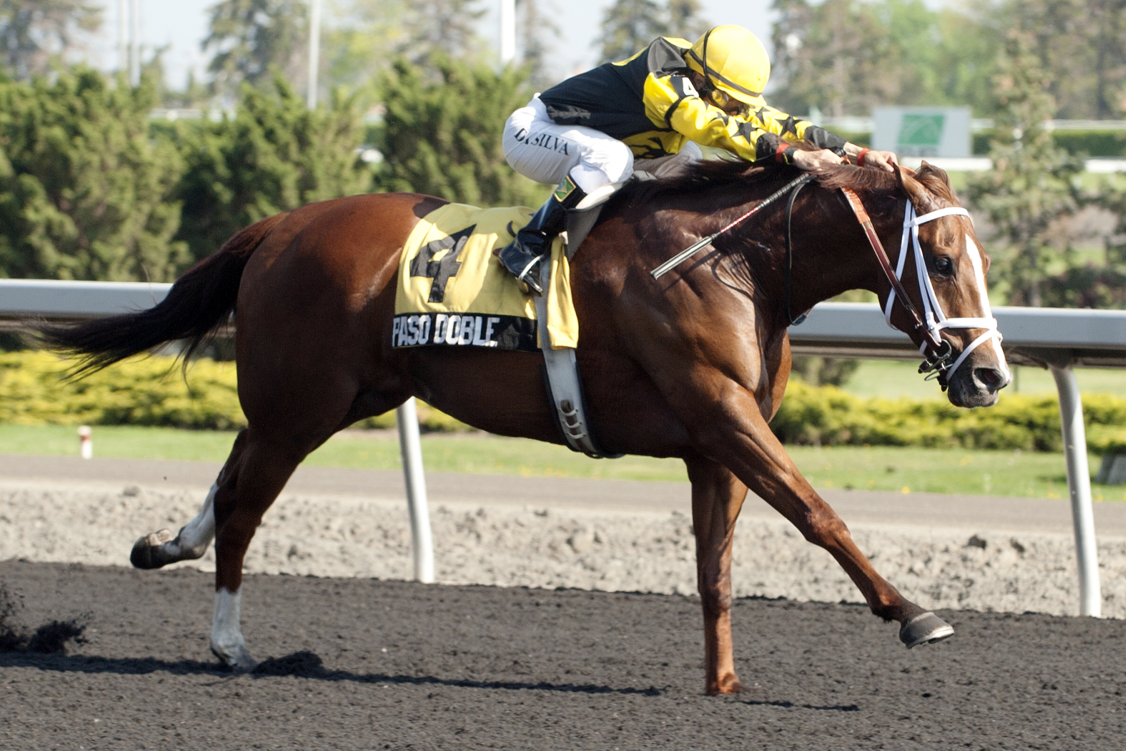 Paso Doble wins the 2013 New Providence Stakes