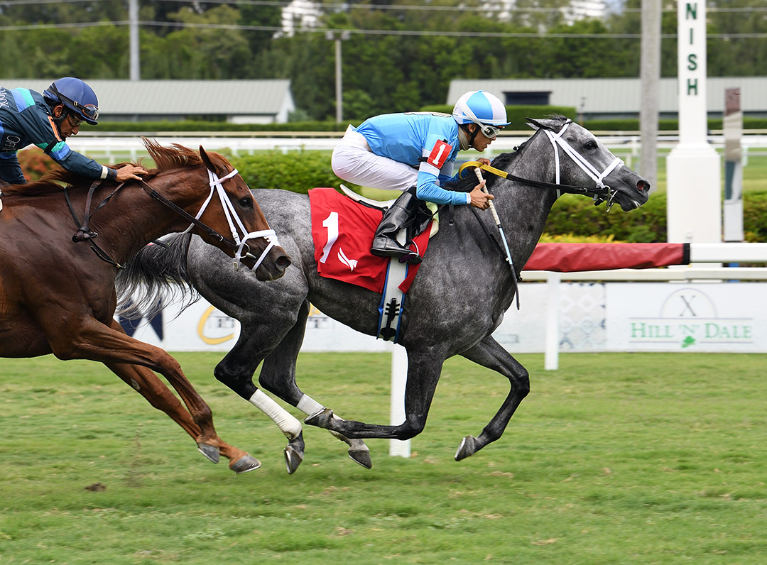 Passion Plus wins a May 16 allowance race at Gulfstream Park