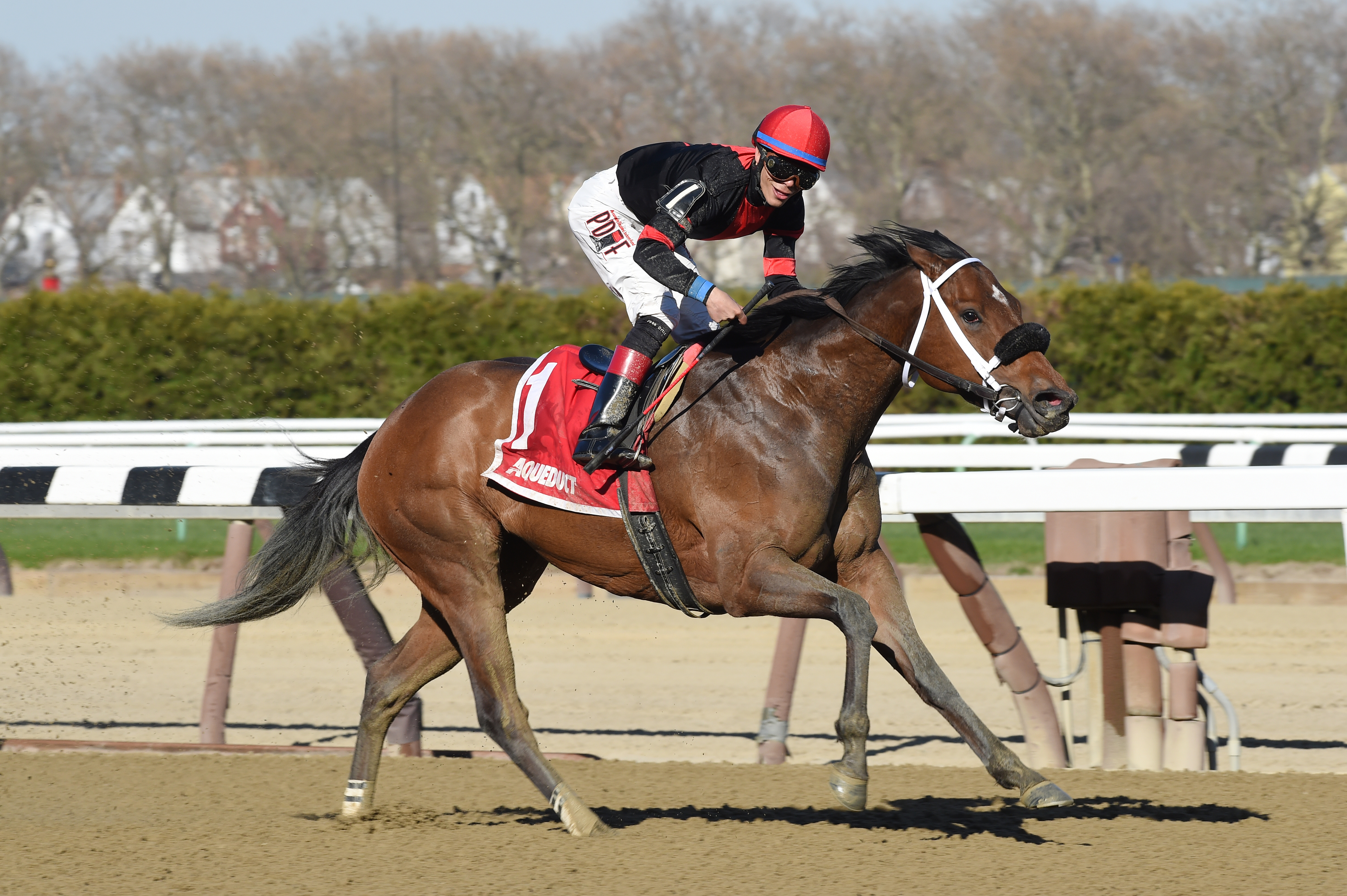 Paulassilverlining wins the Distaff Handicap