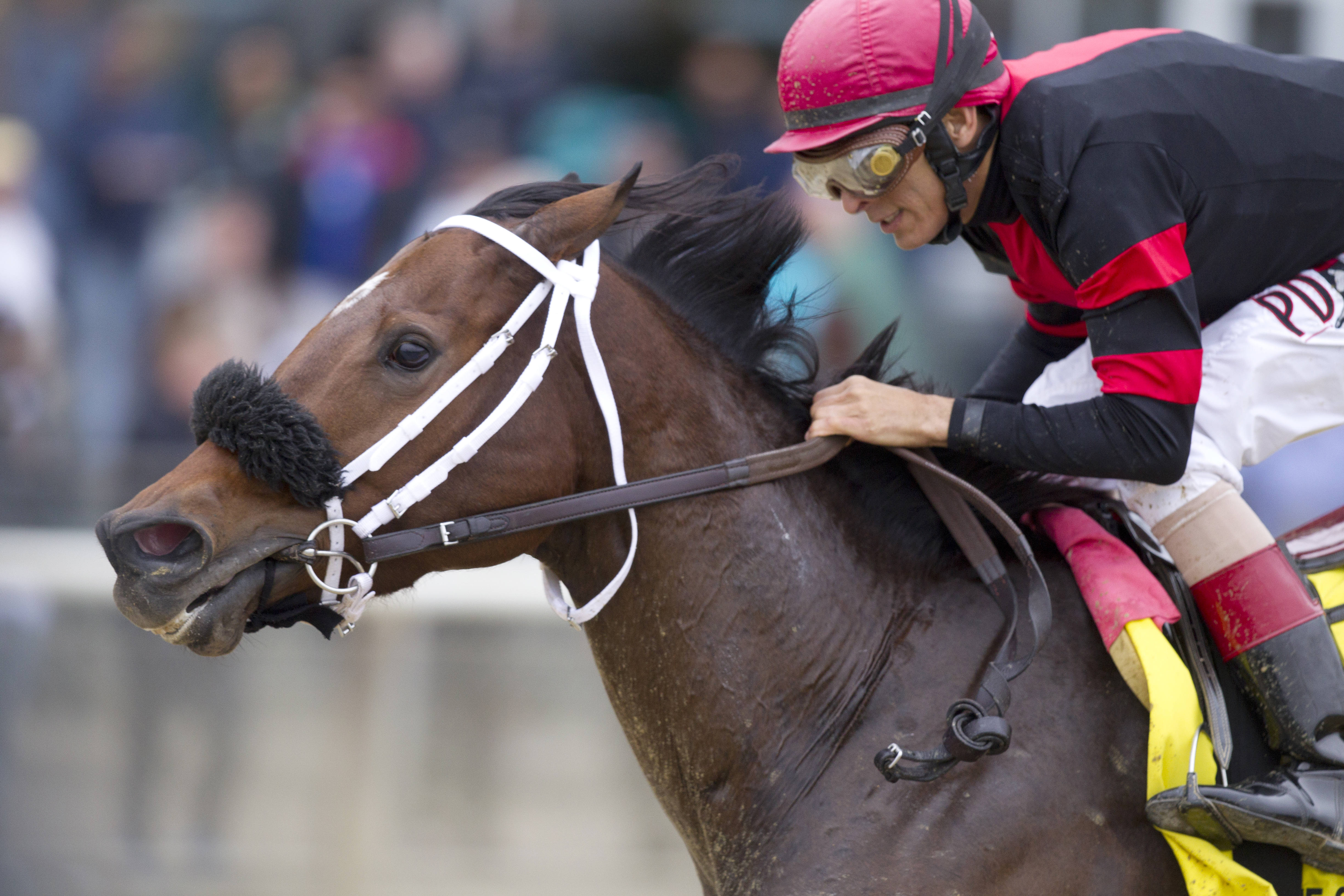 Paulassilverlining wins the Gallant Bloom Handicap
