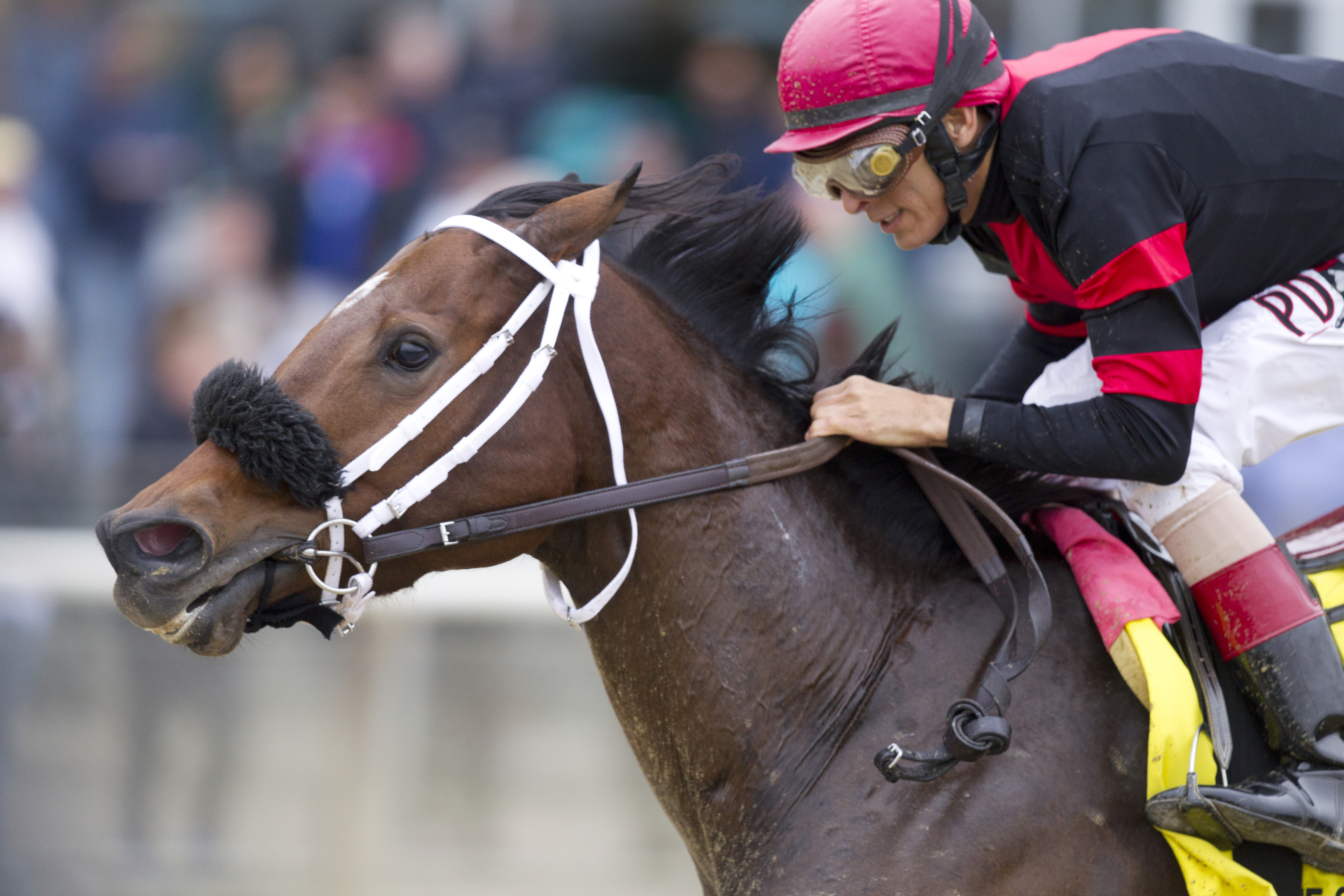 Paulassilverlining wins the Gallant Bloom
