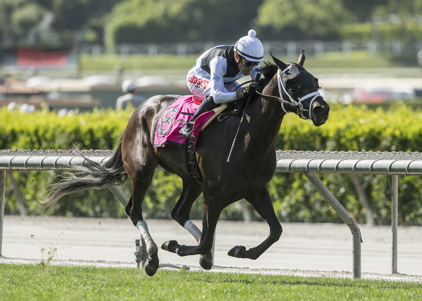 Paved wins the Honeymoon Stakes