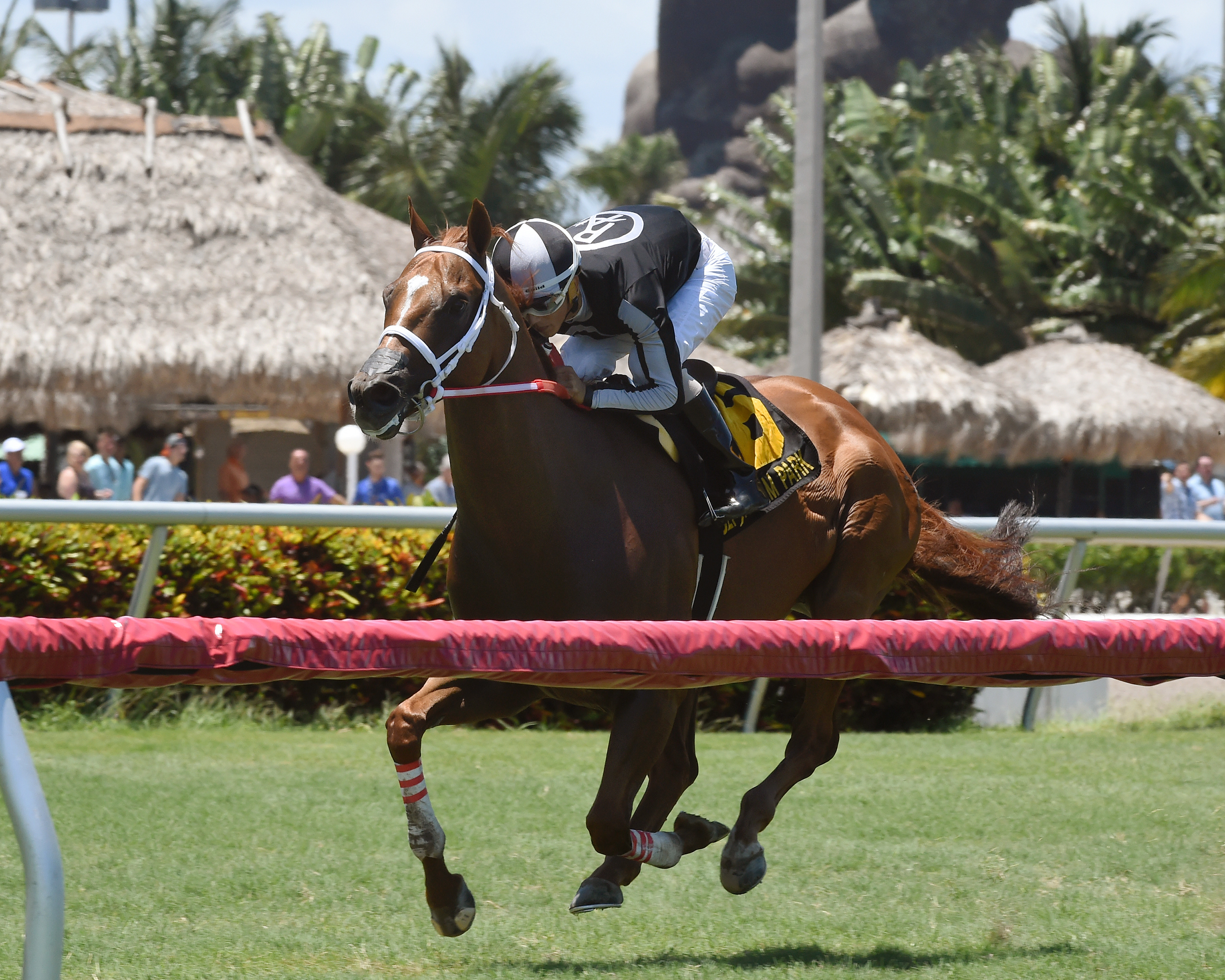 Pay Any Price wins the 2017 Bob Umphrey Sprint