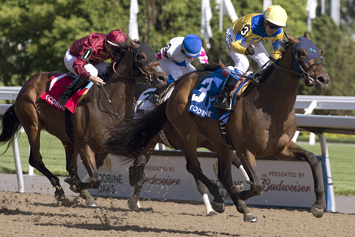 Pay for Peace wins the Plate Trial Stakes