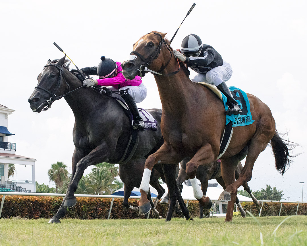 Pay Any Price (right) beats Ambassador Luna to win the Bob Umphrey Turf Sprint at Gulfstream Park