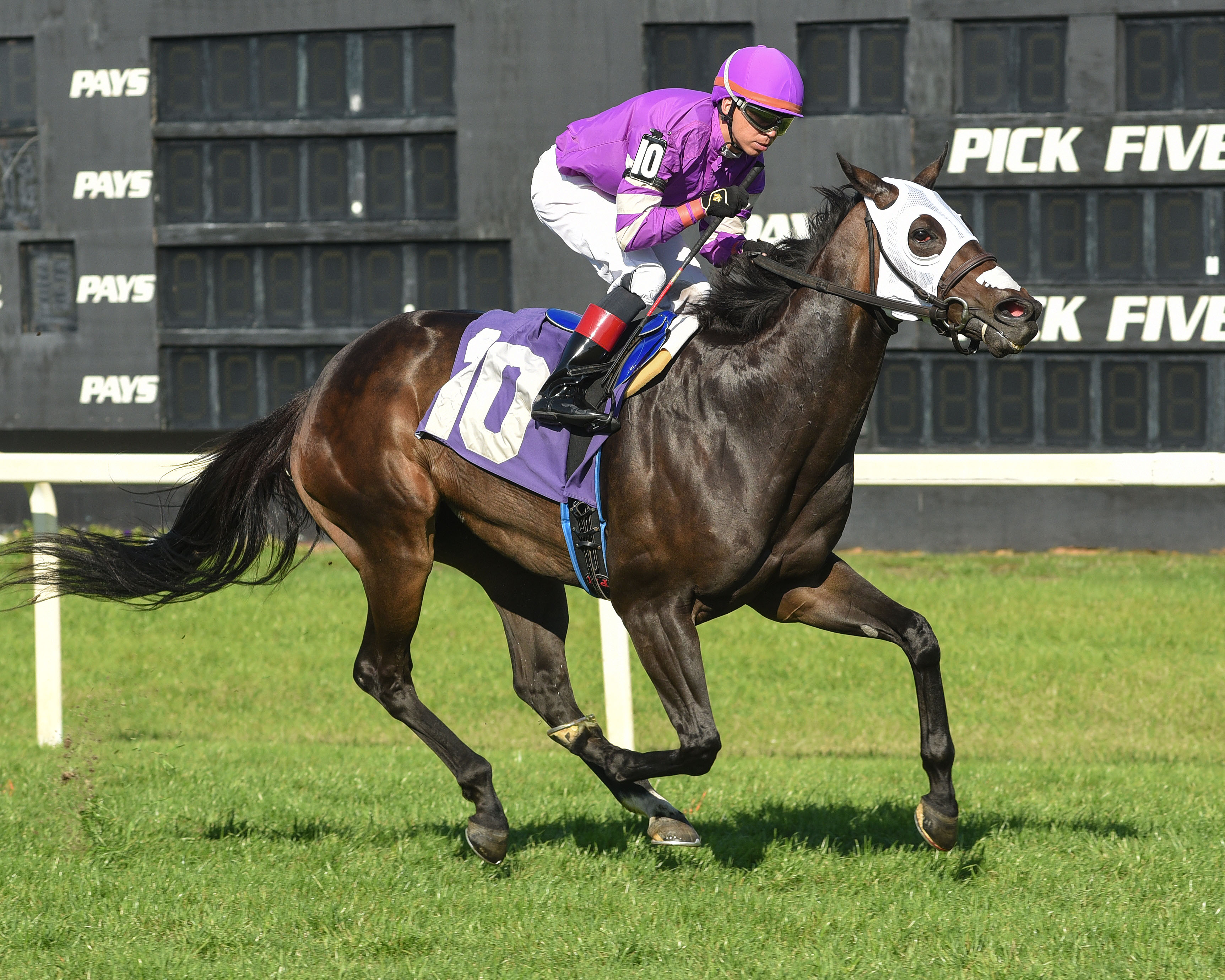 Payntdembluesaway wins the Lightning City at Tampa Bay Downs