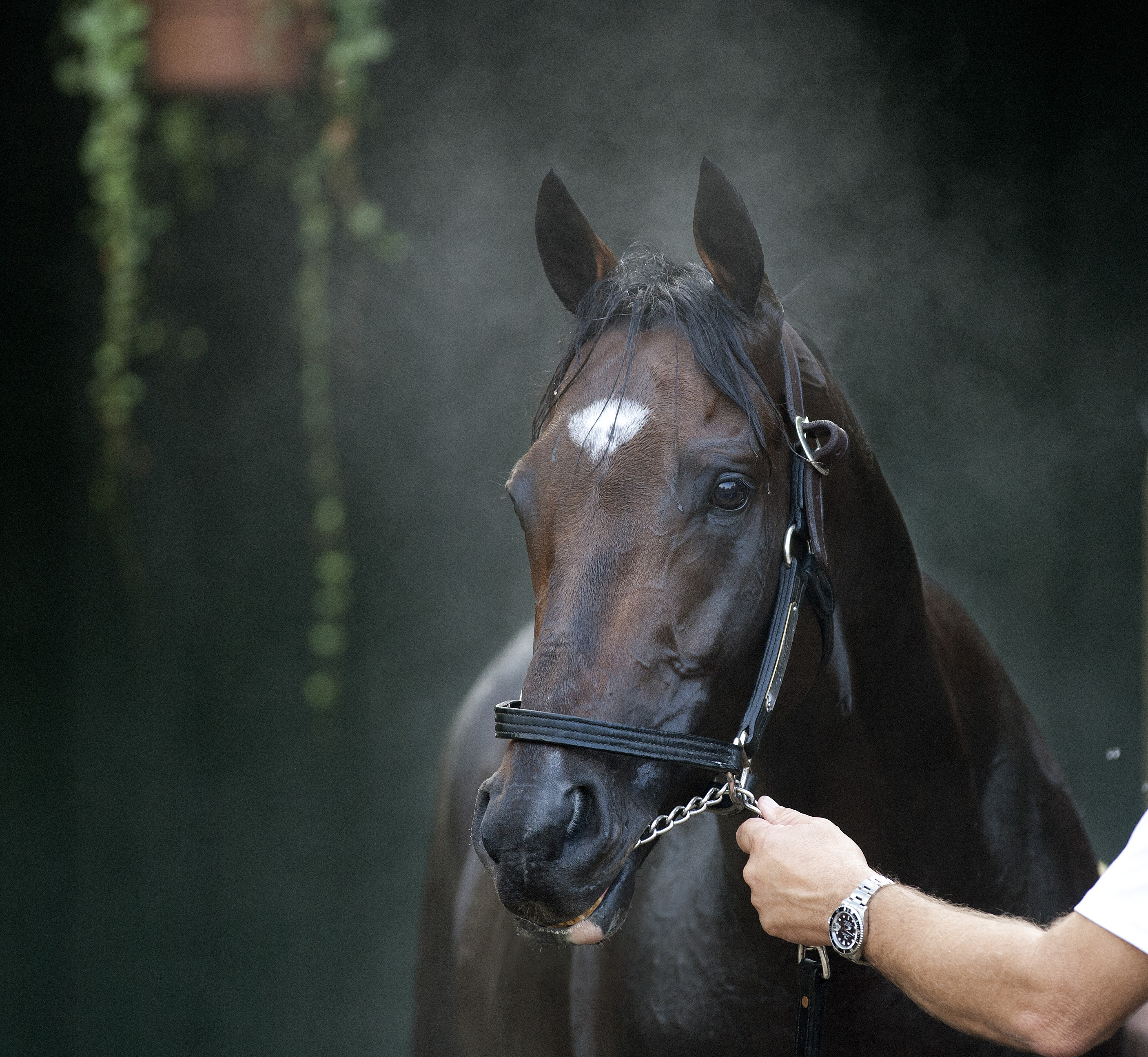 Paynter portrait