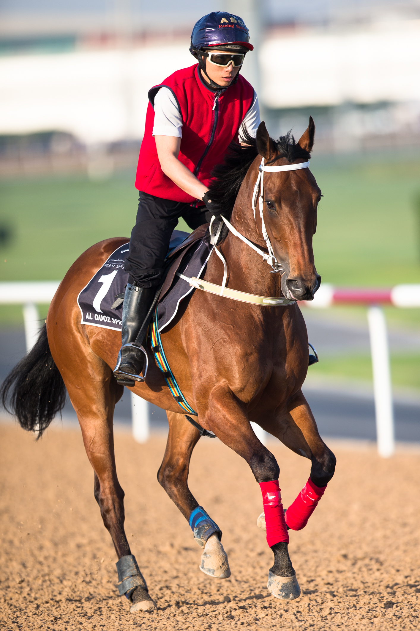 Peniaphobia trains at Meydan Racecourse on March 25, 2016.