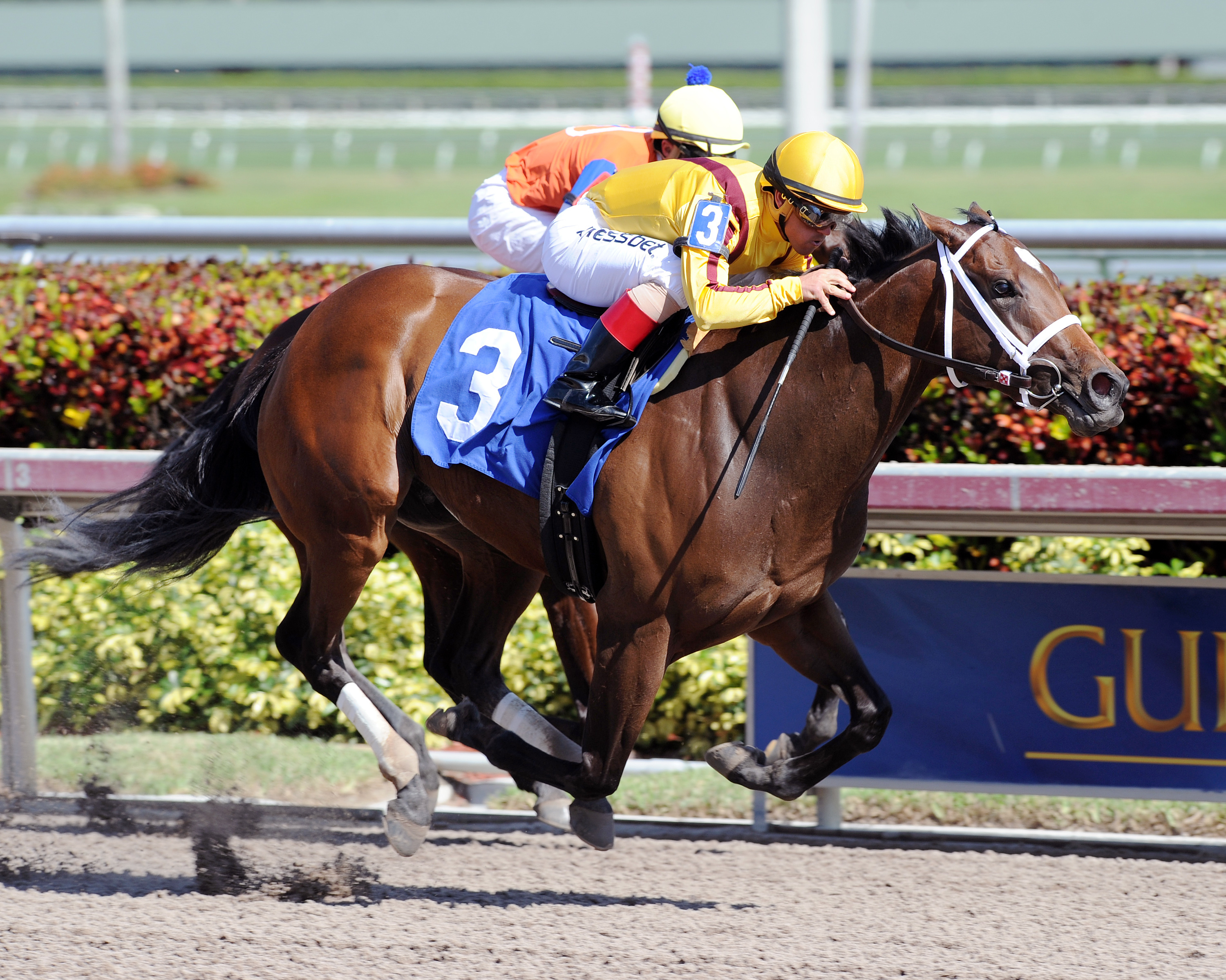Perchance wins an allowance race