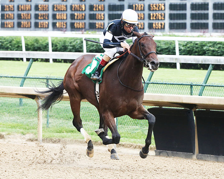 Perfect Alibi wins a May 16 maiden race