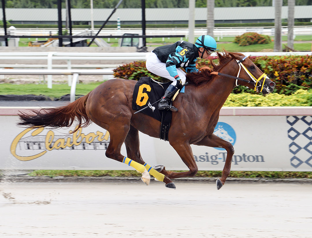 Perfect Silent Cat wins the 2021 Aventura Handicap at Gulfstream Park
