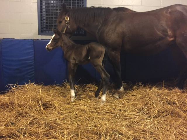 PharoahFirstFoal