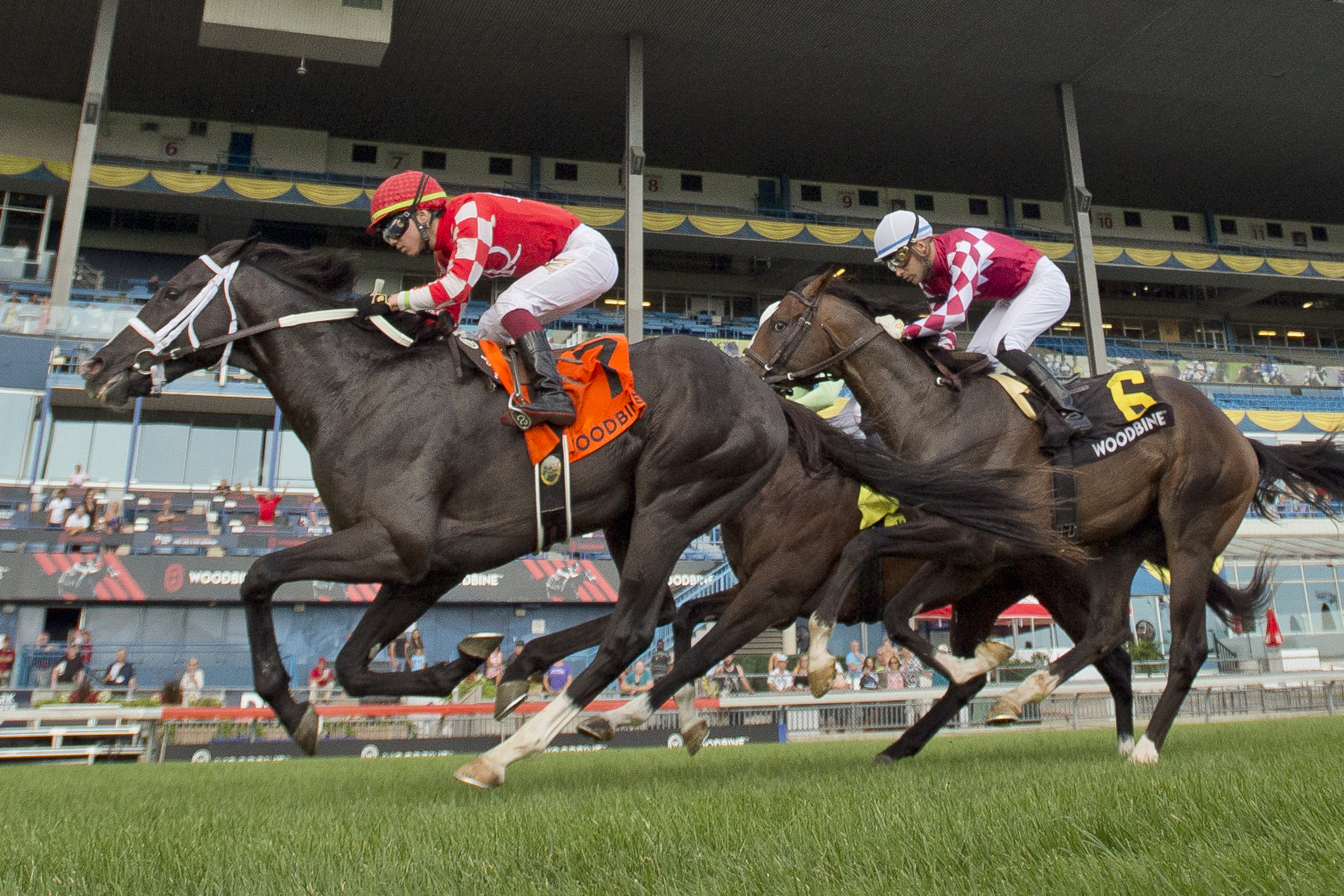 Philip My Dear wins the Soaring Free at Woodbine Aug 20 2022