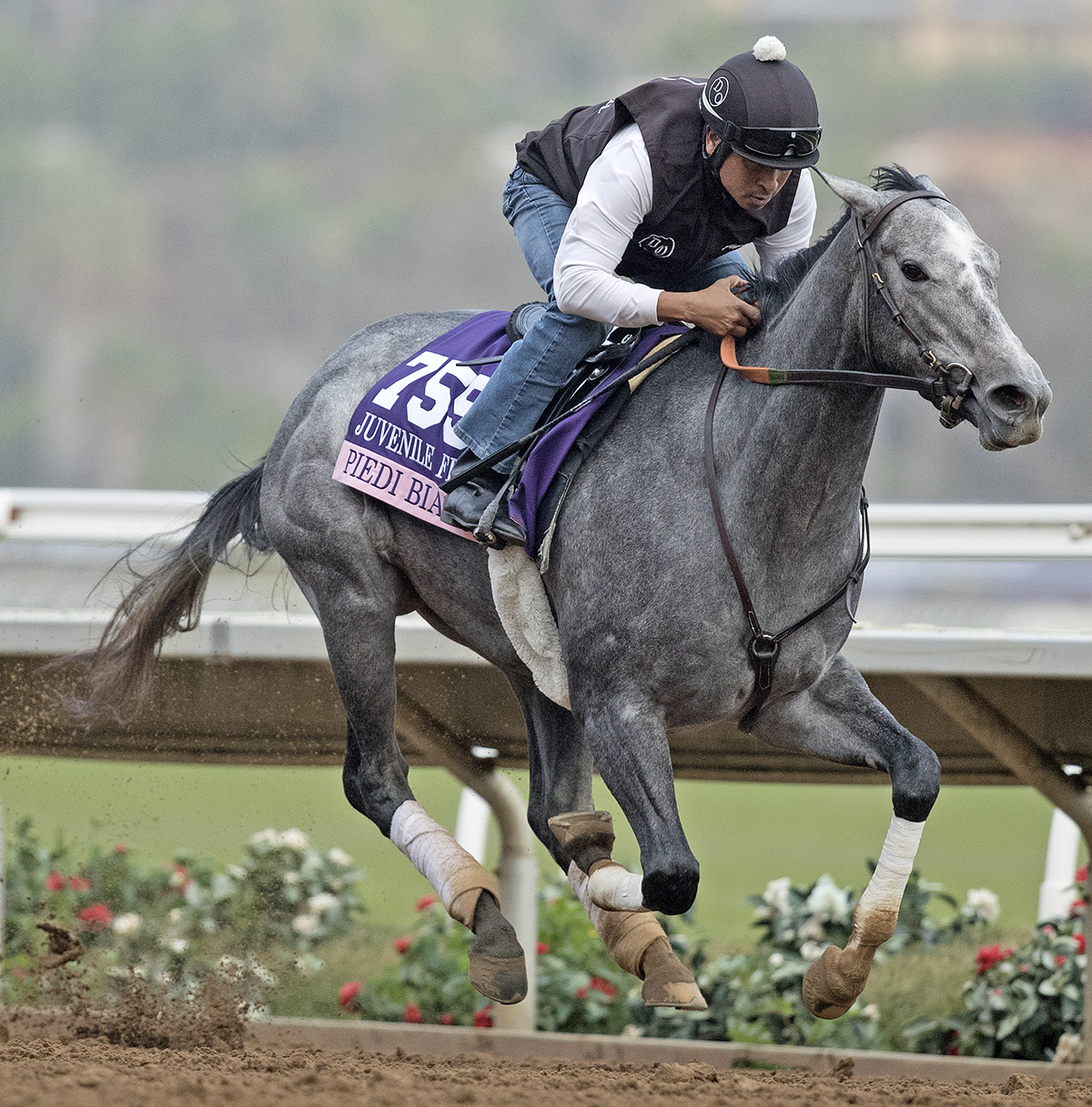 Piedi Bianchi trains at Del Mar in October 2017