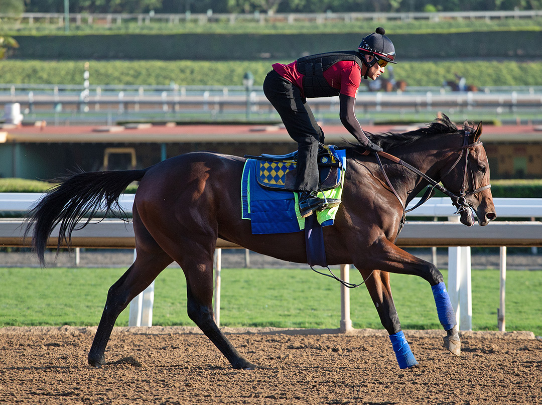 Pinehurst trains at Santa Anita Park on Oct. 3
