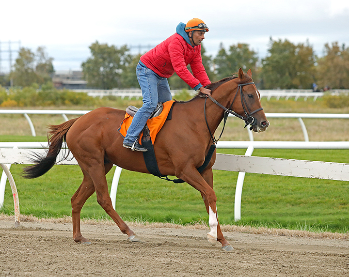 Pink Lloyd trains at Woodbine Racetrack on Oct. 12