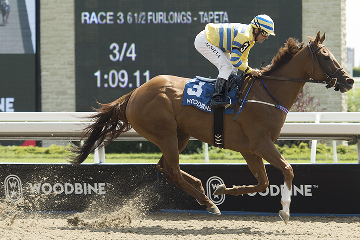 Pink Lloyd wins the 2019 Shepperton Stakes at Woodbine Racetrack