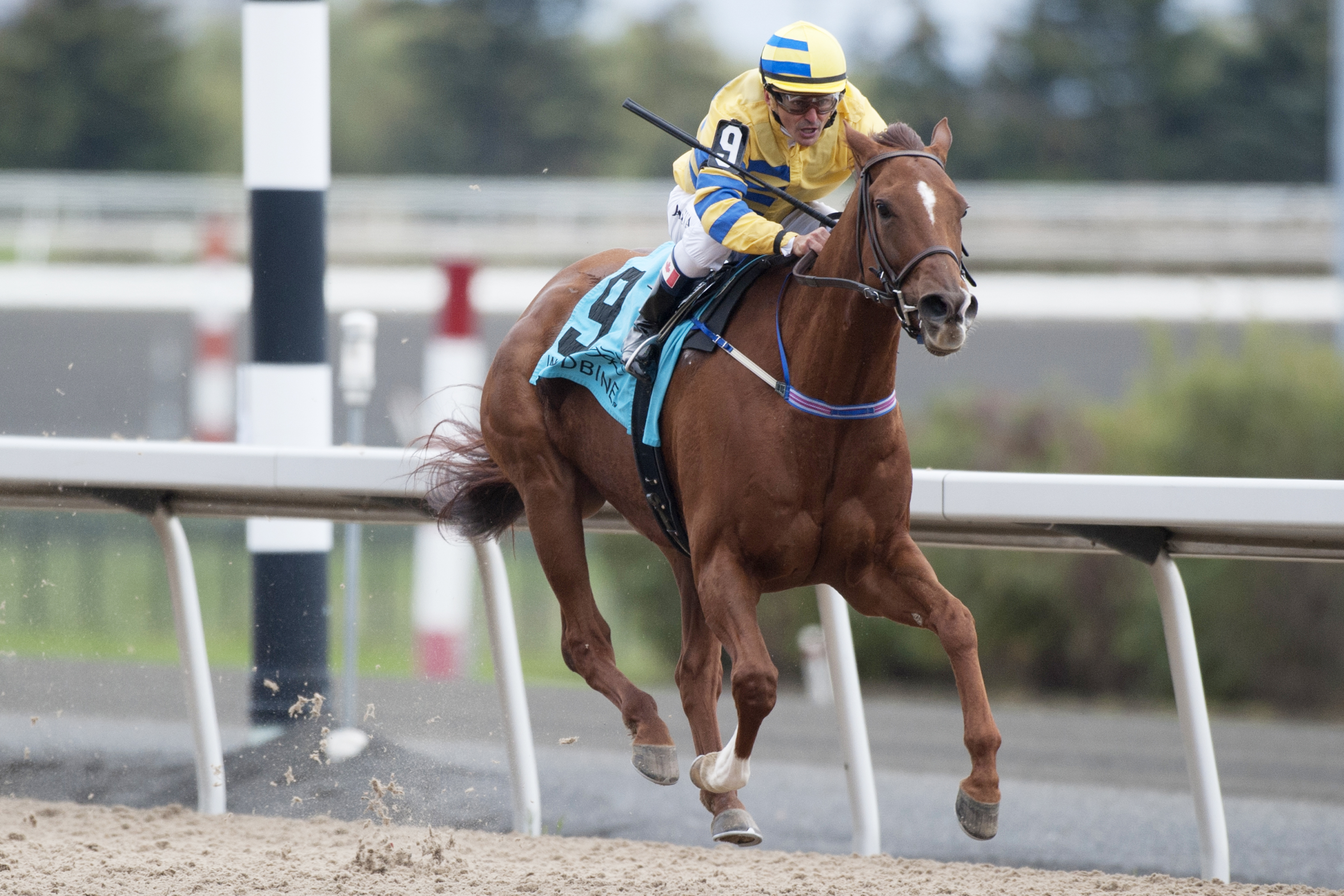 Pink Lloyd wins the Overskate Stakes