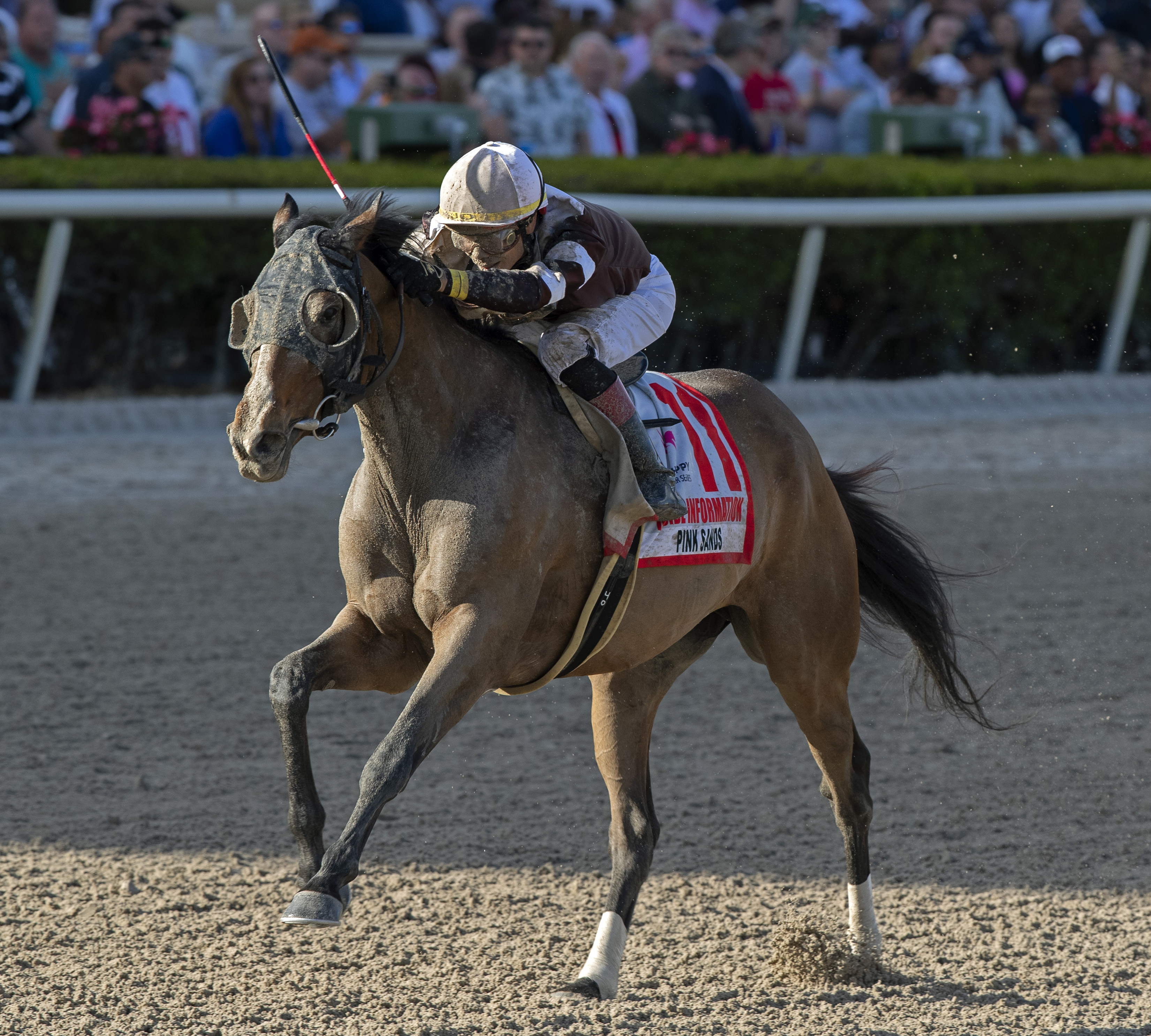 Pink Sands wins the Inside Information under Jose Ortiz 1-25-20