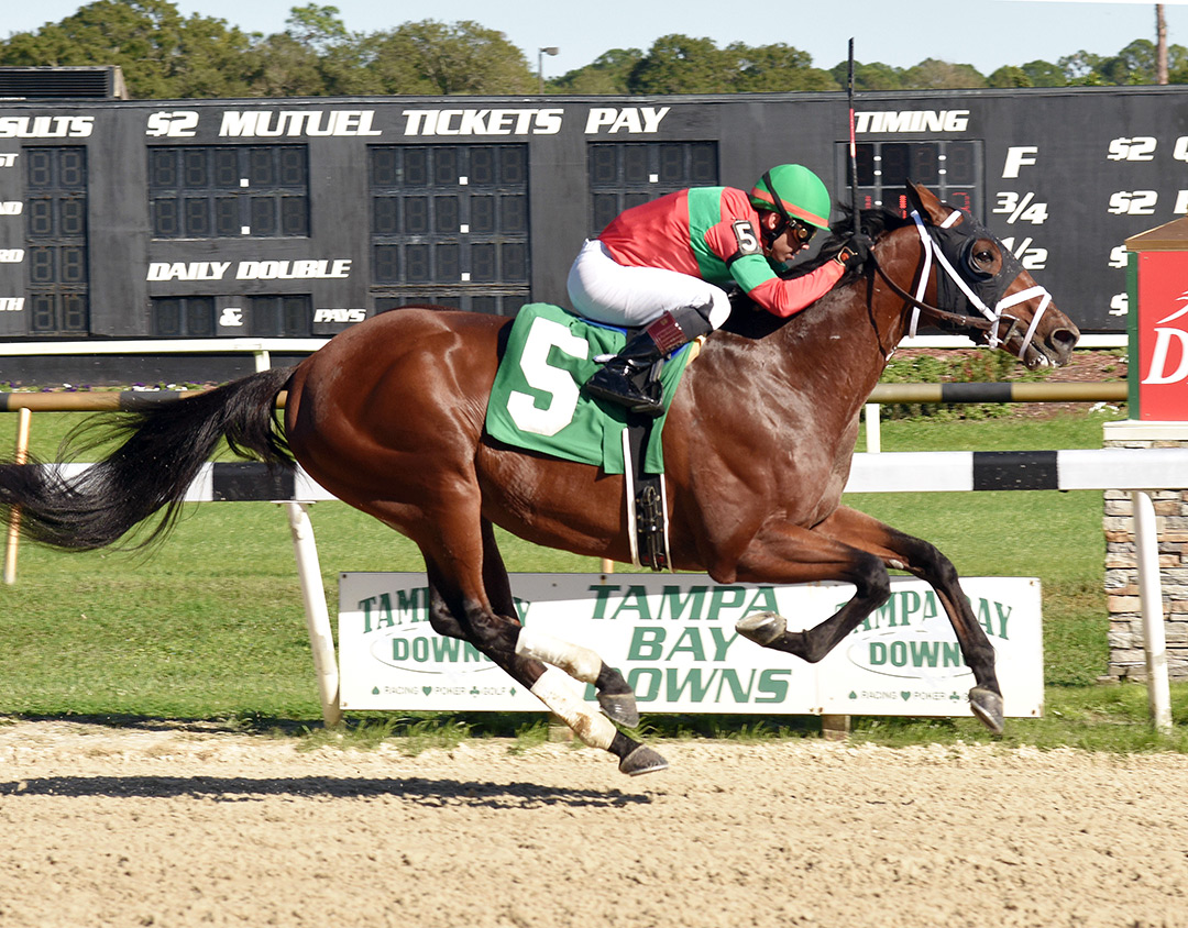 Pioneer of Medina wins a Dec. 22 maiden race at Tampa Bay Downs