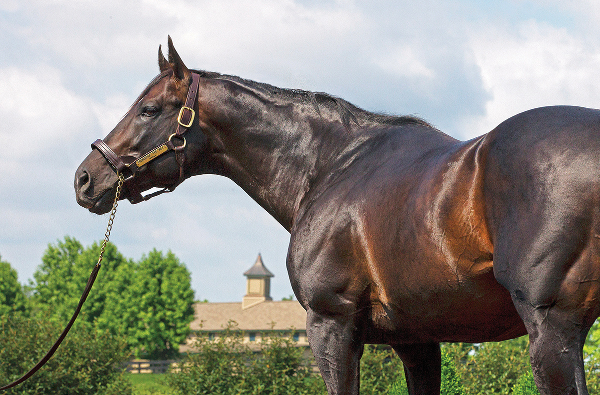 Pioneerof the Nile in 2015