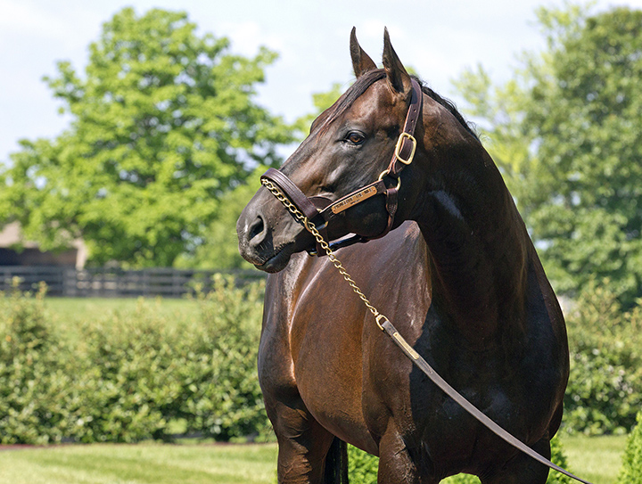 Pioneerof the Nile