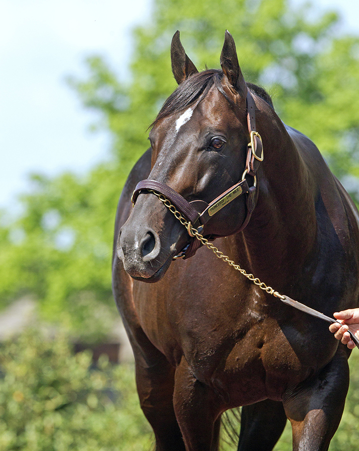 Pioneerof the Nile in 2015