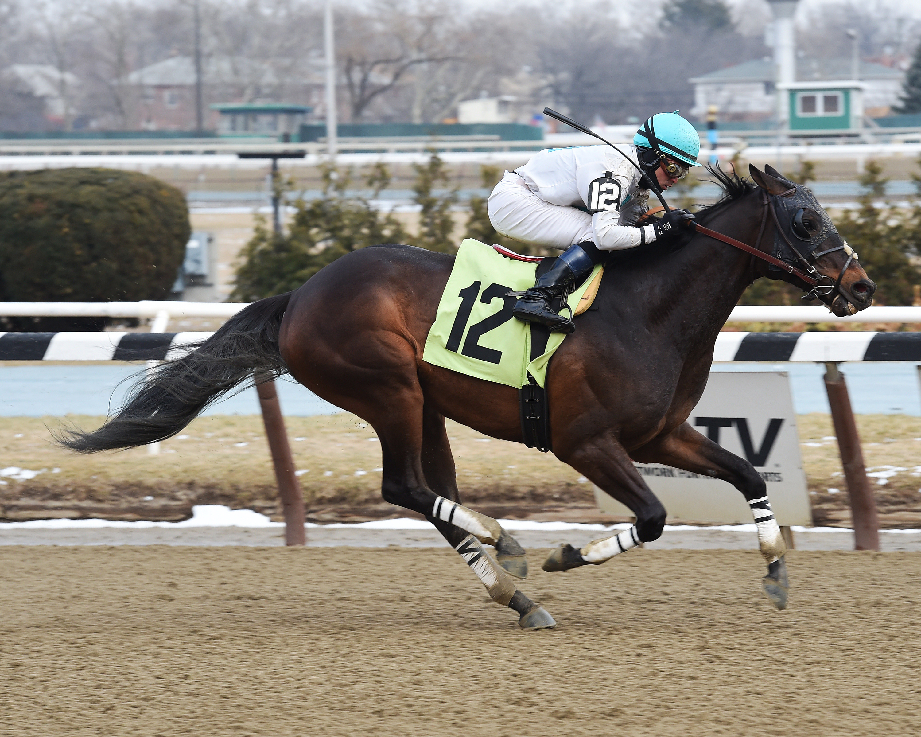 Piquant wins the Peeping Tom Stakes