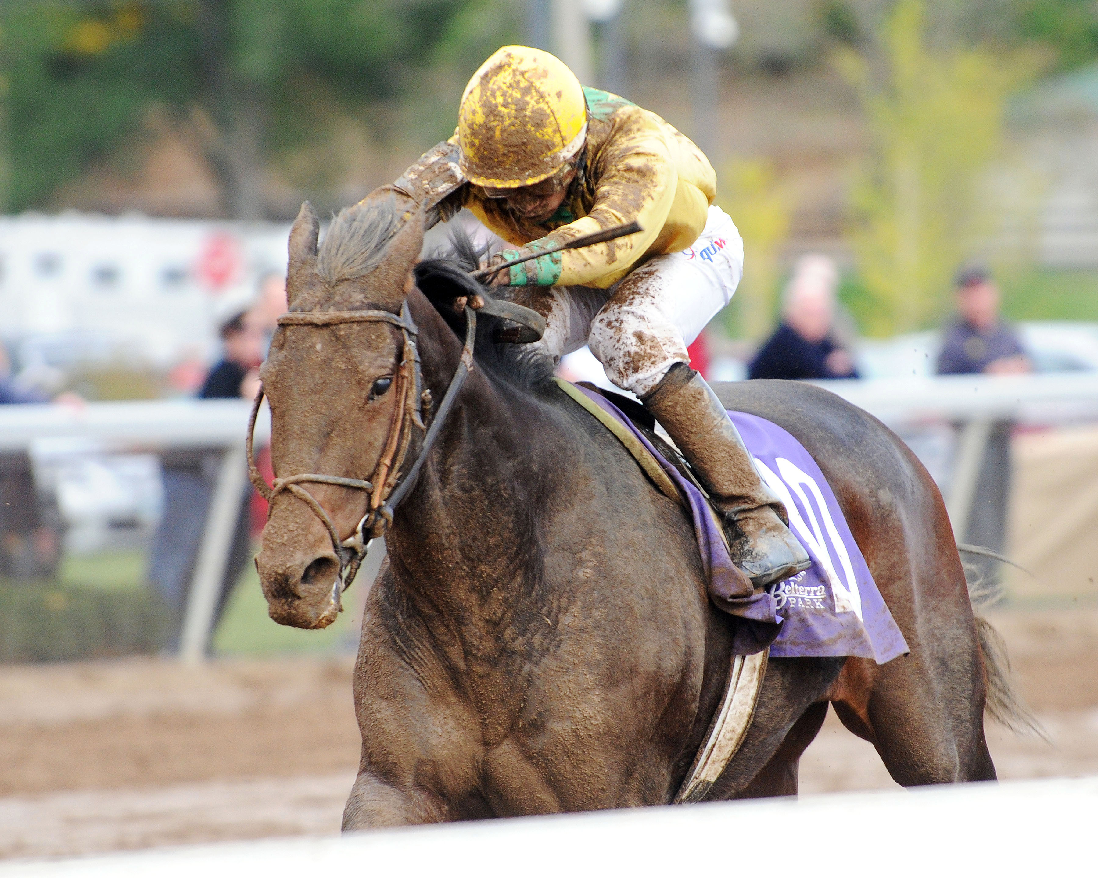 Plain Ol' Willard wins the Best of Ohio Endurance