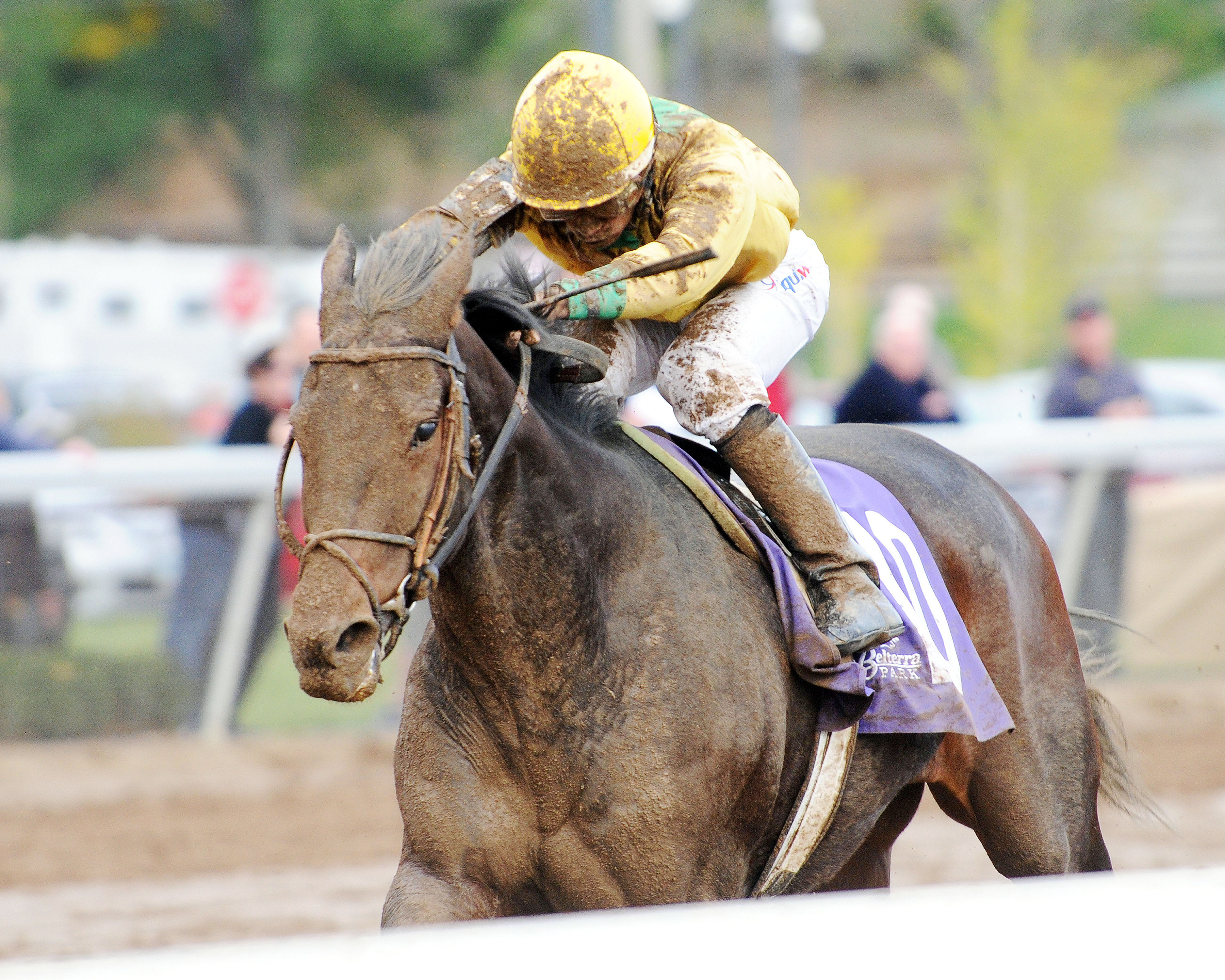 Plain Ol' Willard wins the Ohio Endurance