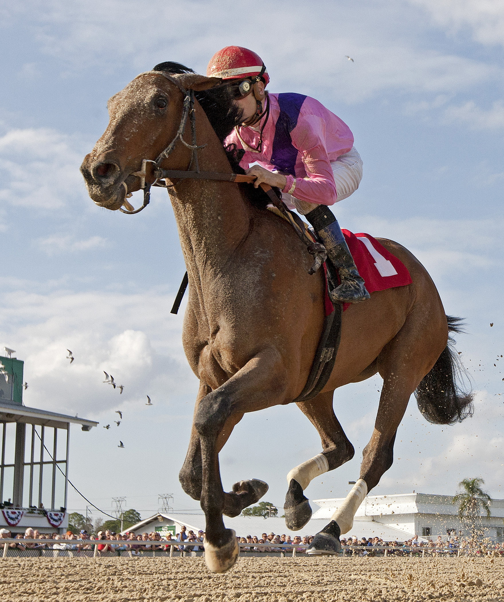 Please Explain wins the Suncoast Stakes