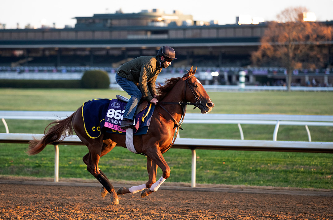 Plum Ali trains at Keeneland in November 2021