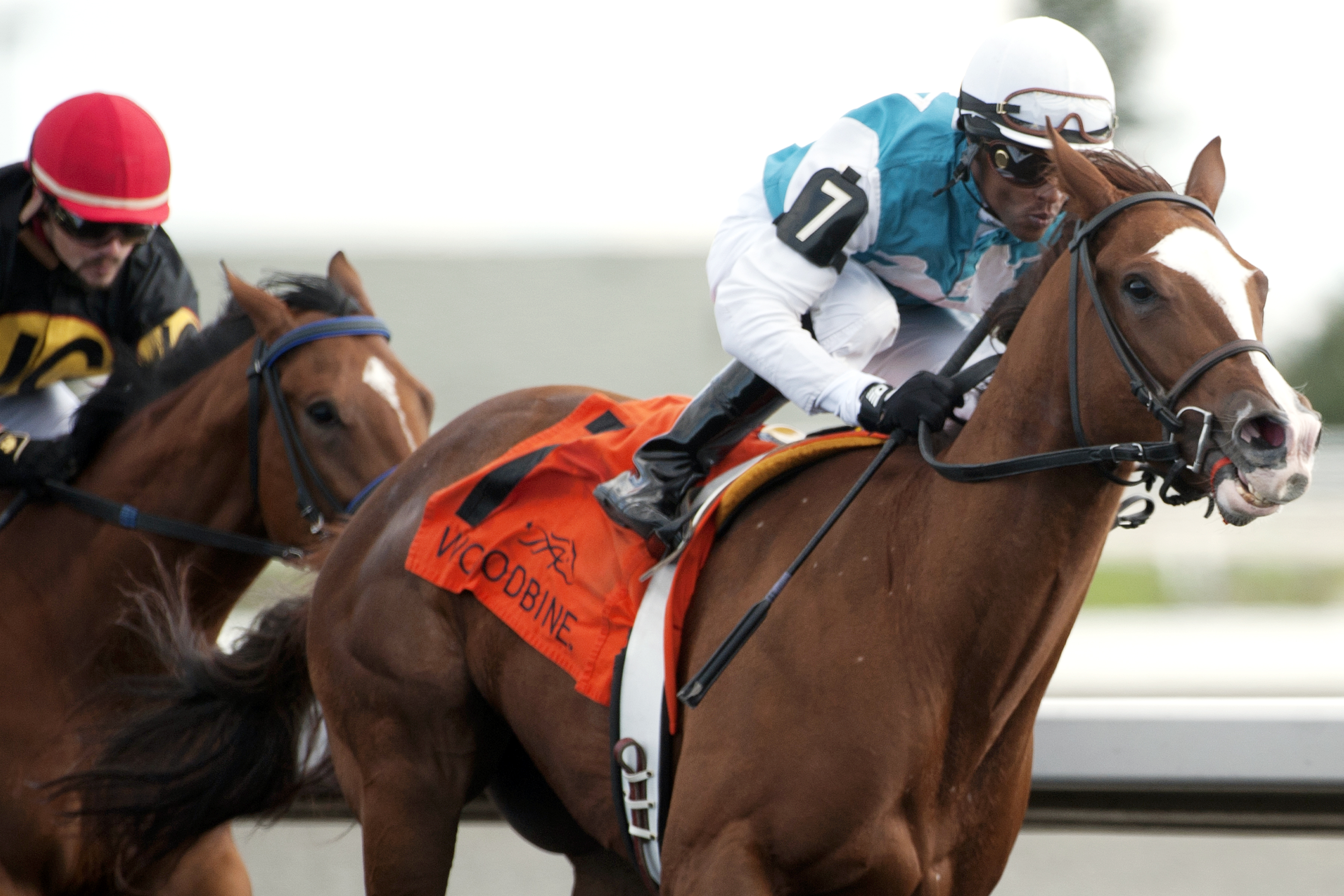 Pohdi Pohdi wins the Victorian Queen Stakes