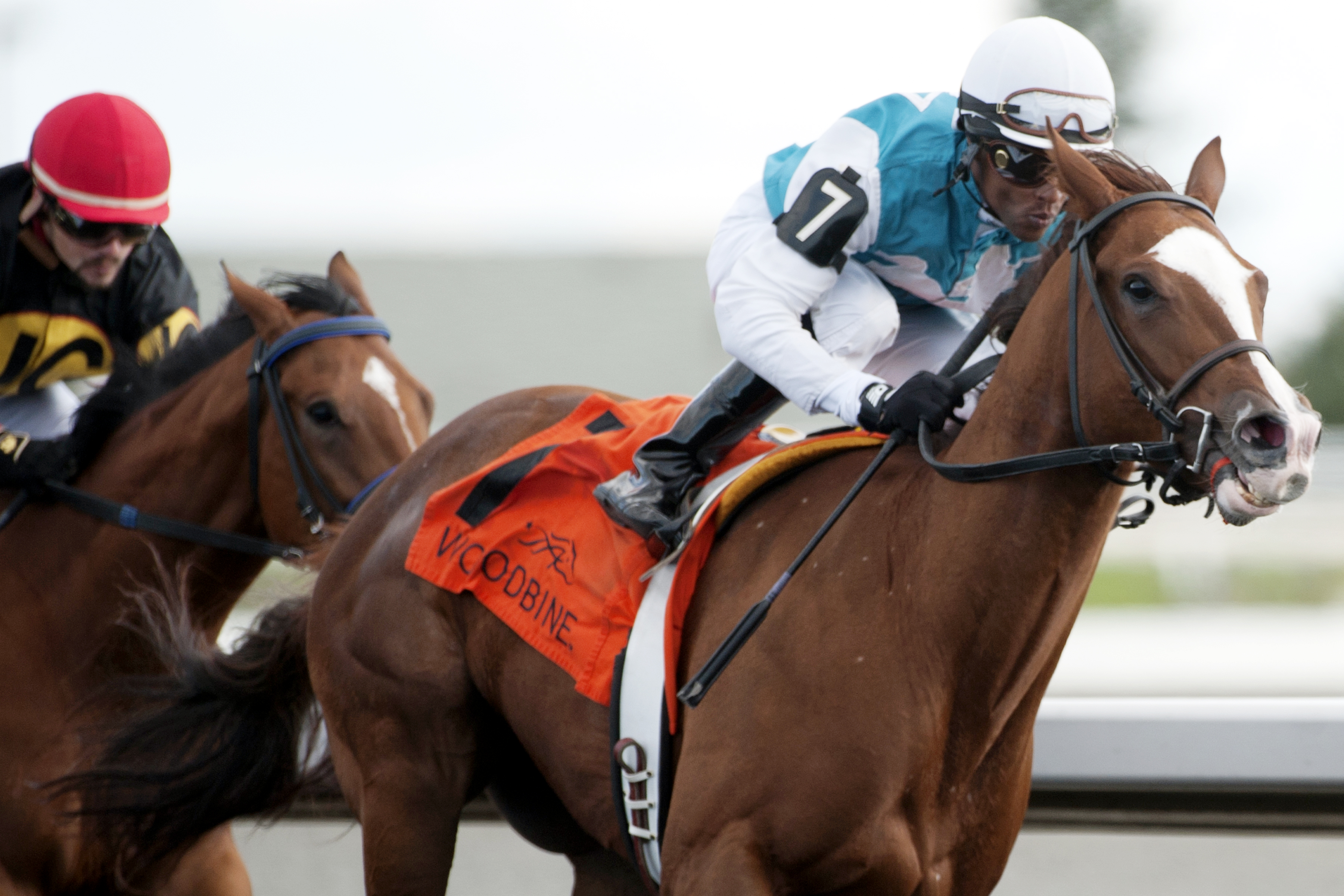 Pohdi Pohdi wins the Victorian Queen Stakes