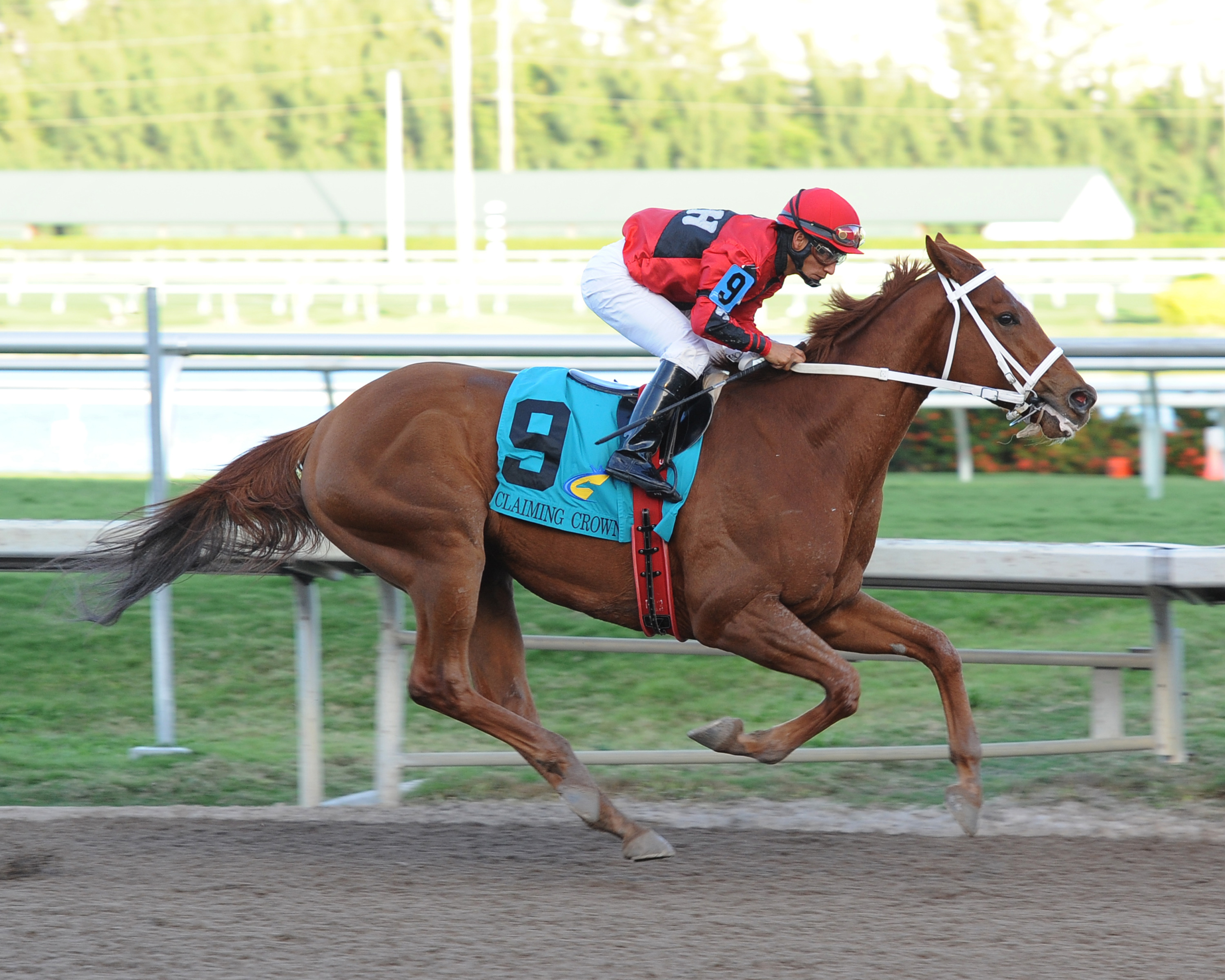 Point Finish wins the Iron Horse