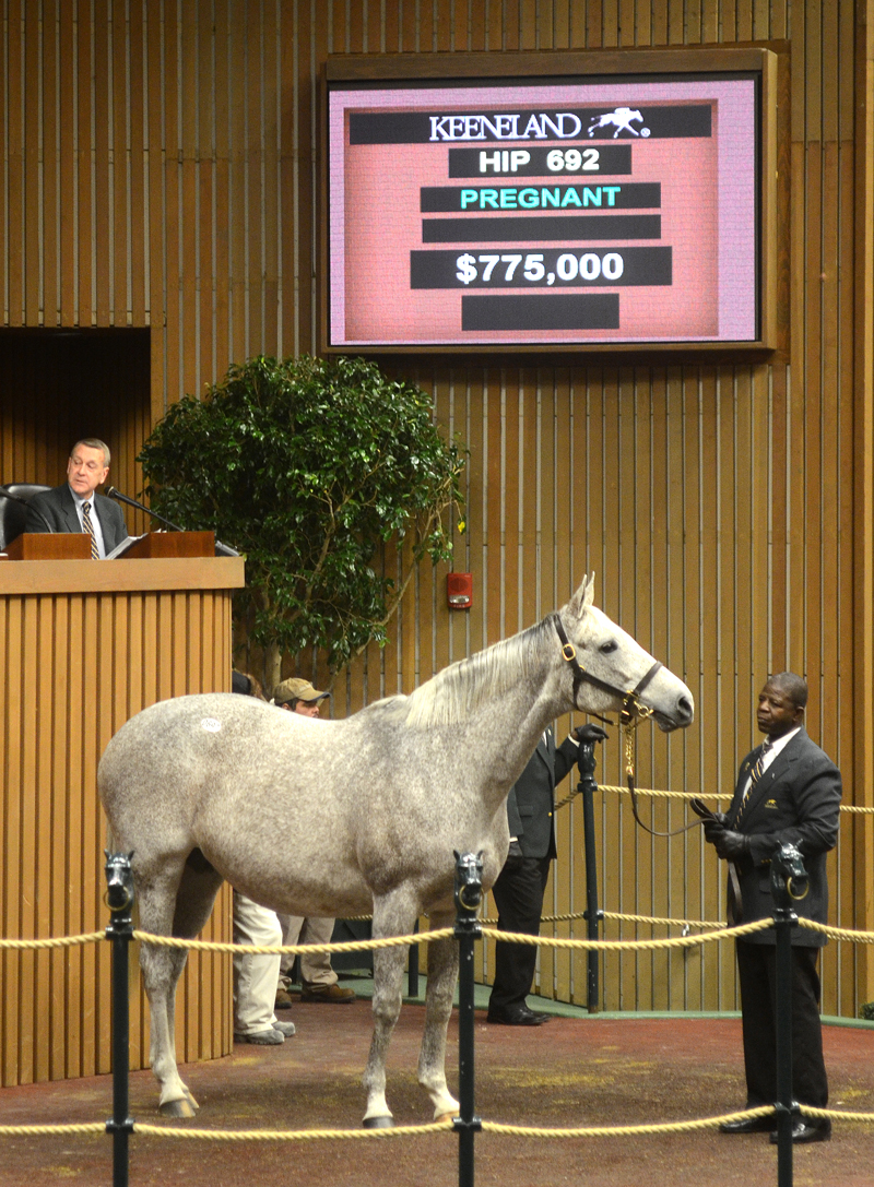 Ponche de Leona at Keeneland January sale