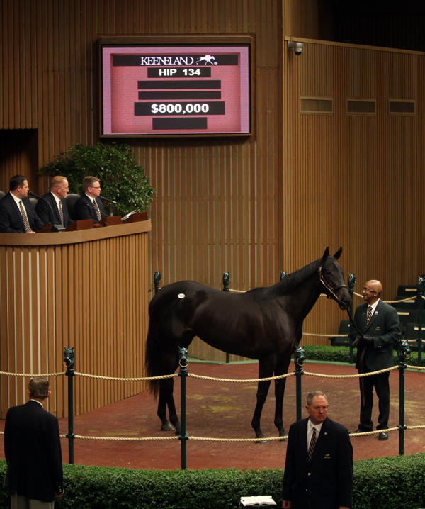 Potesta Keeneland January sale