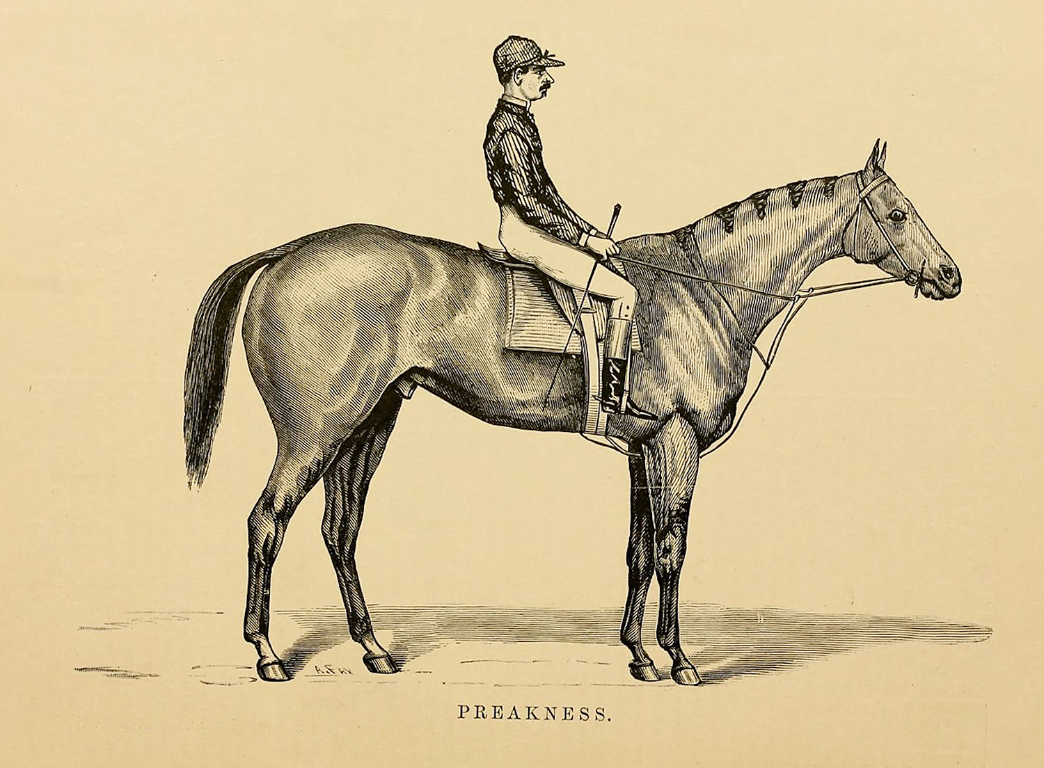 Preakness the racehorse