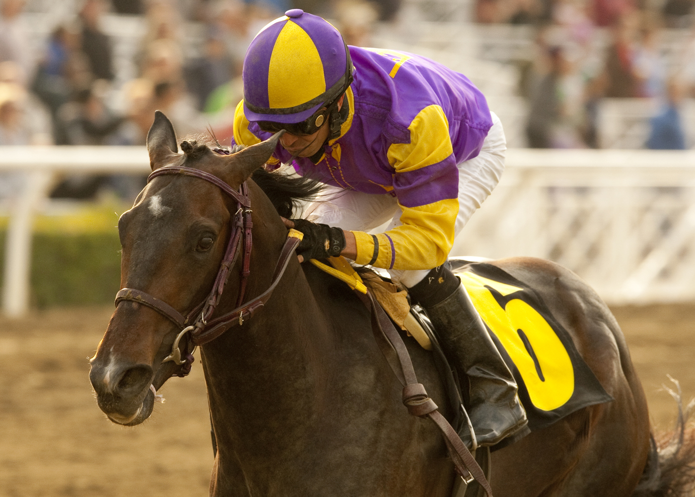 Premier Pegasus 3-12-2011