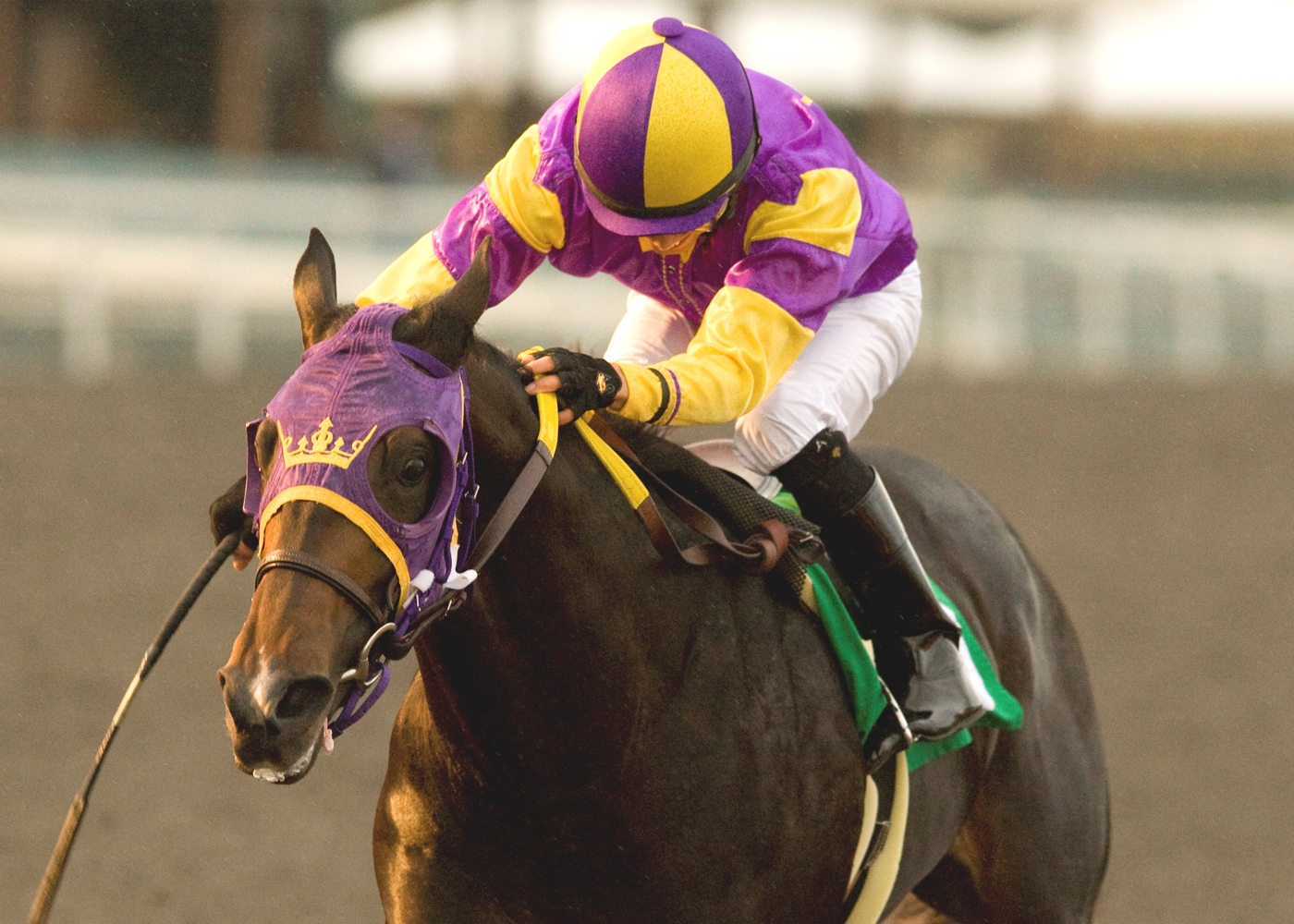 Premier Pegasus, San Felipe