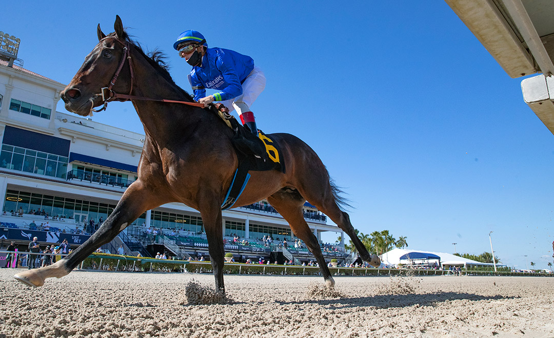 Prevalence wins a Jan. 23 maiden race at Gulfstream