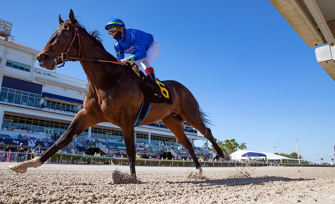 Prevalence wins a Jan. 23 maiden race at Gulfstream Park