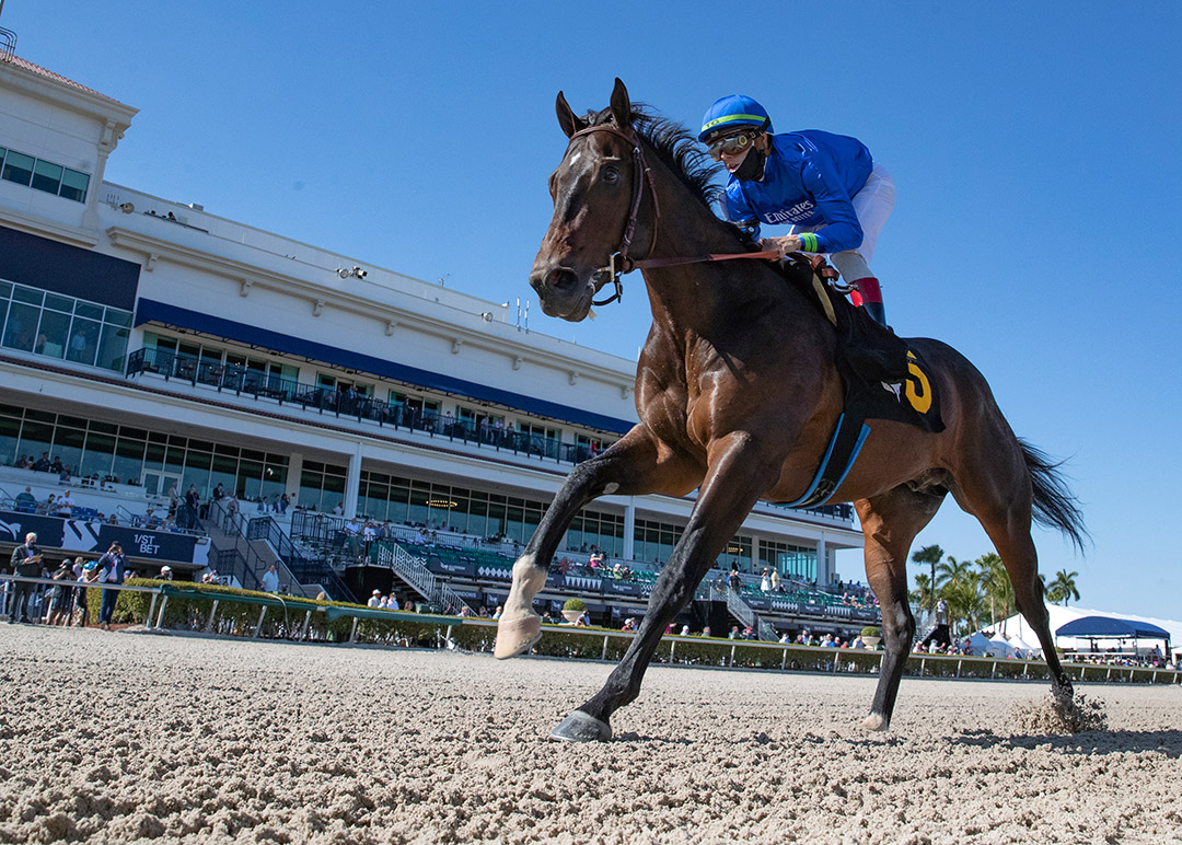 Prevalence wins a Jan. 23 maiden race at Gulfstream