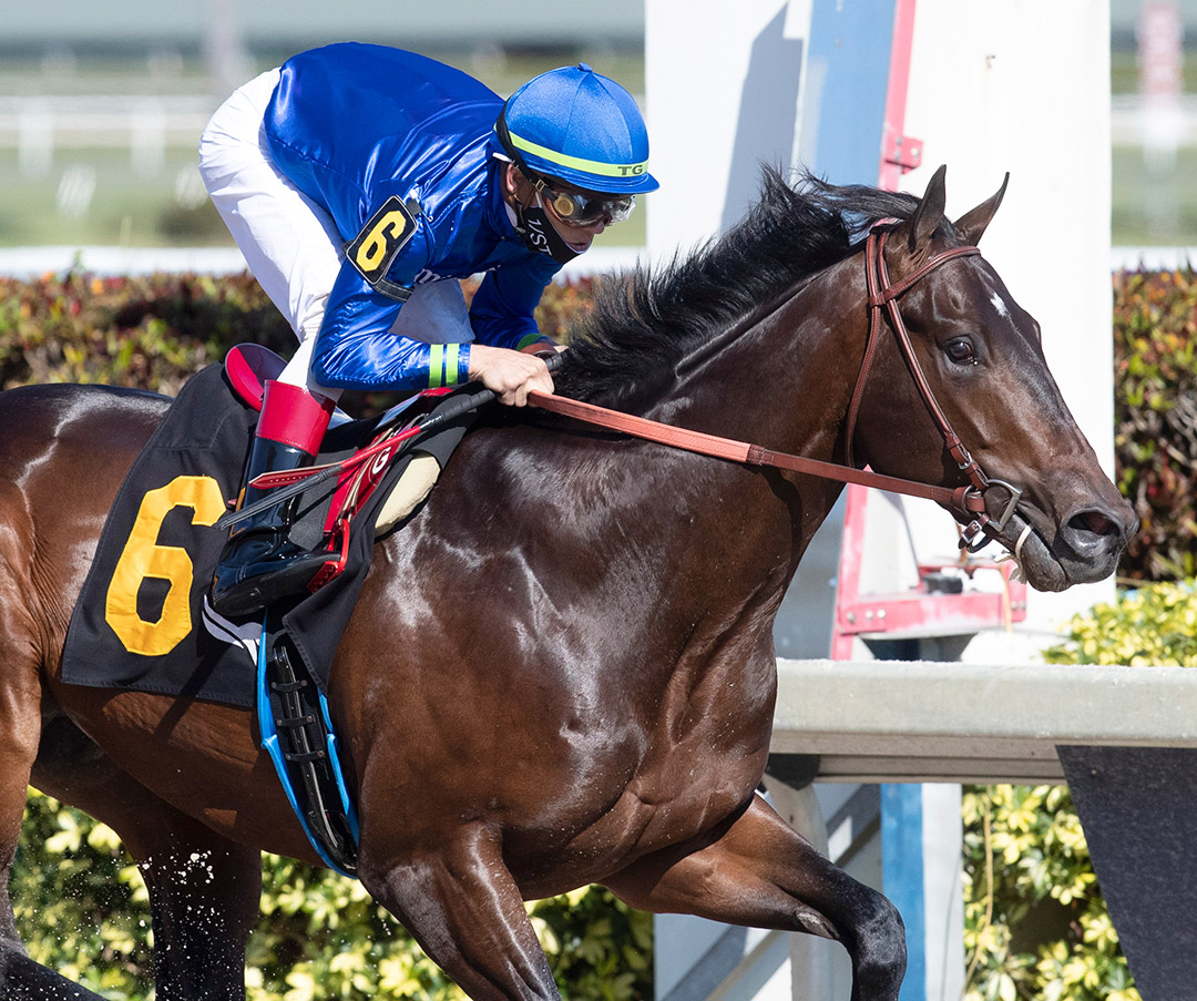 Prevalence wins a Jan. 23 maiden race at Gulfstream Park