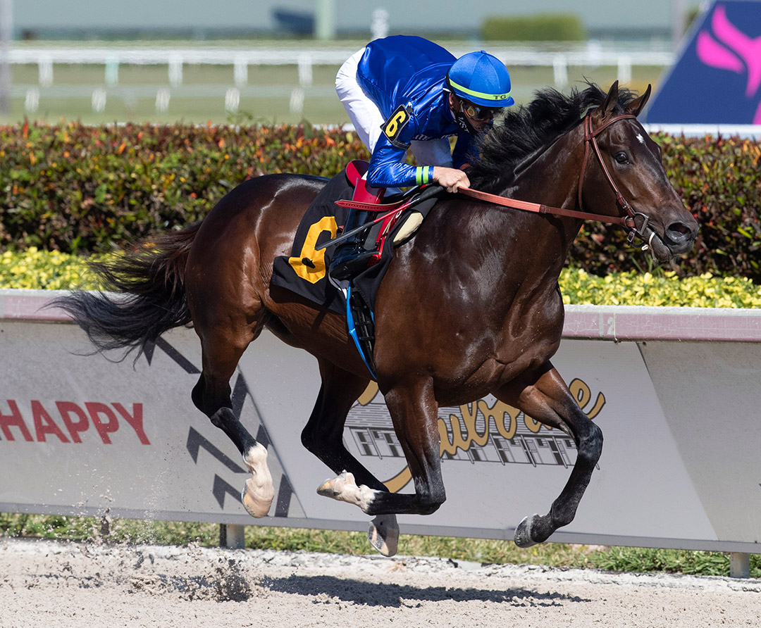 Prevalence wins a Jan. 23 maiden race at Gulfstream