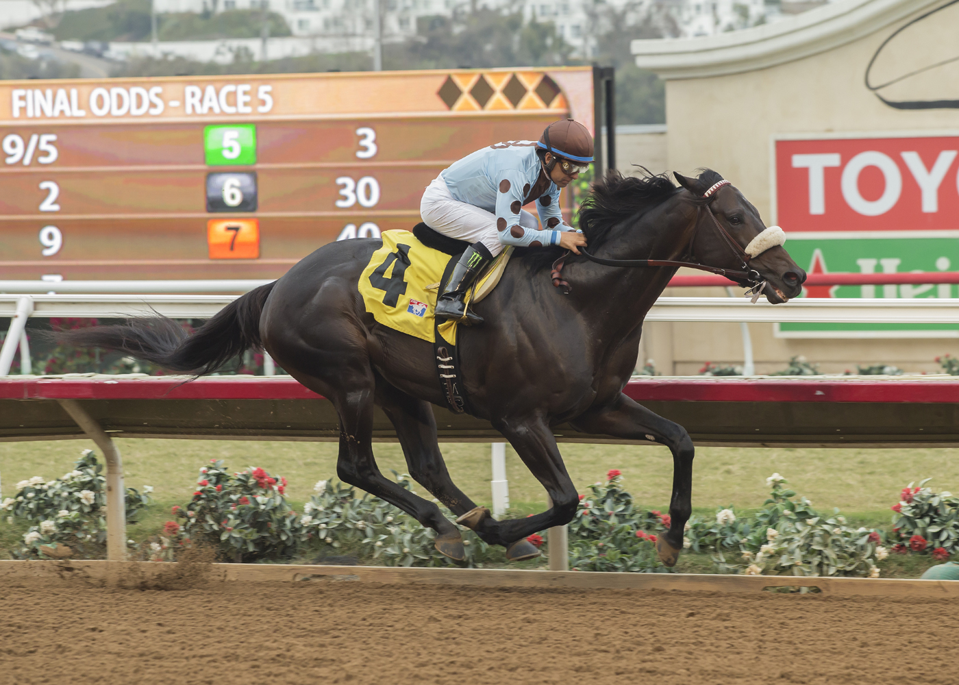 Prime Attraction wins the 2017 Native Diver Stakes